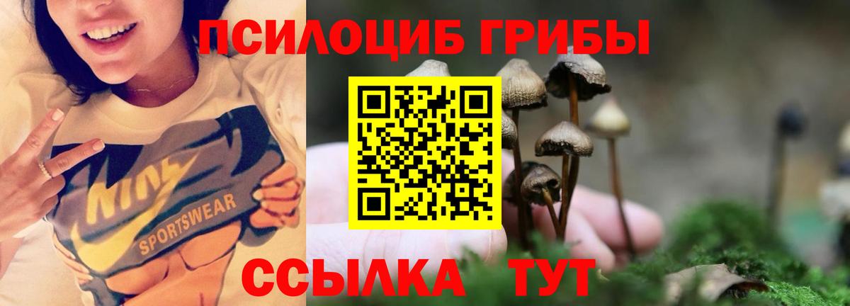 Псилоцибиновые грибы мицелий  Вход с VPN  Куйбышев  как найти   Галлюциногенные грибы Psilocybe 